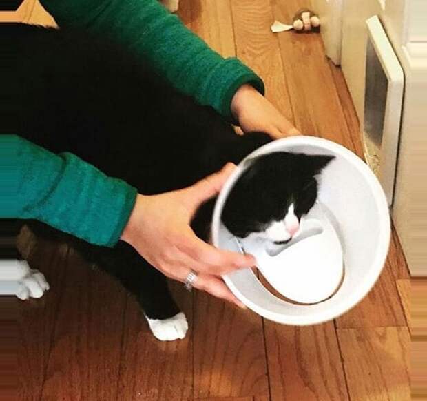 10 кошек, которых хозяева застали на месте преступления