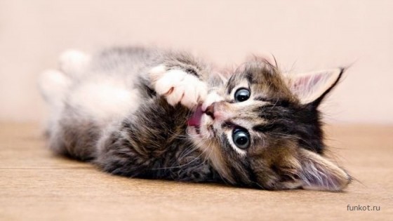 котенок вылизывается