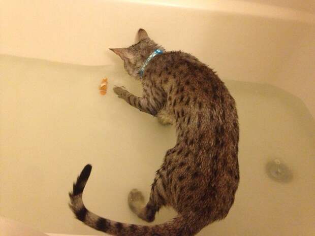 коты обожающие воду