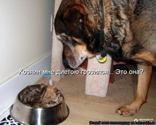 Котоматрицы (картинки с надписями)