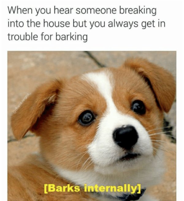 2673522 151 Dog memes youll want to show your dog even though he cant read (32 Photos)