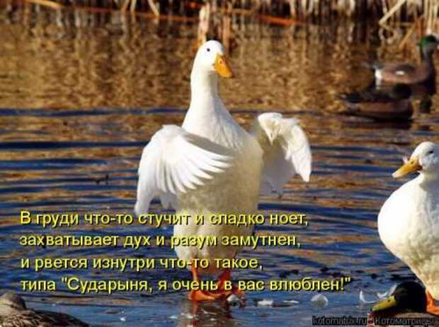 Котоматрицы на первый день весны (18 фото)