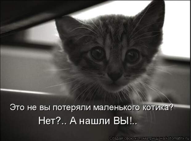 Лучшие котоматрицы недели