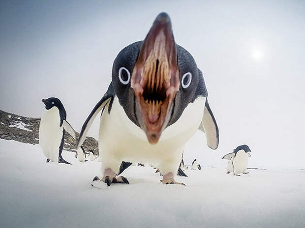 Лучшие фотографии апреля 2015 от National Geographic