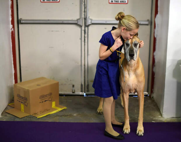 Выставка собак Westminster Kennel Club 2015