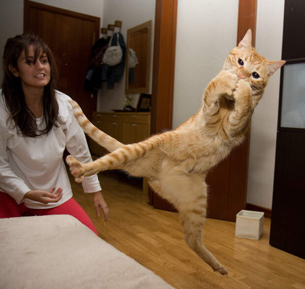 Сумасшедшие коты, которые не слышали о гравитации гравитация, коты, прикол, юмор