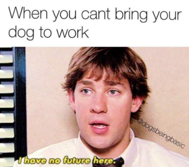 dogs 32 photos 21 Dog memes youll want to show your dog even though he cant read (32 Photos)