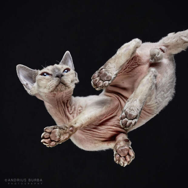 25+ Photos Of Cats Taken From Underneath