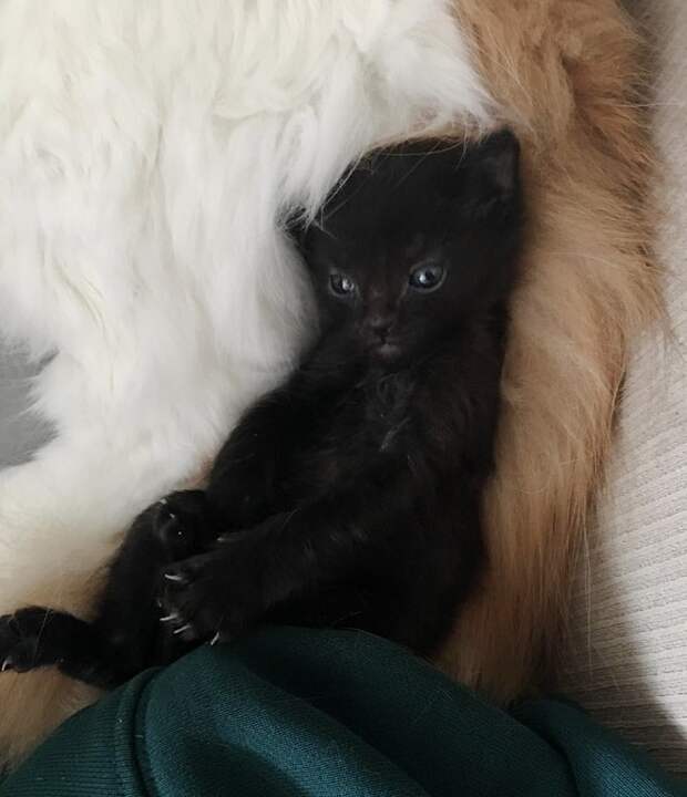 Котенок засыпает