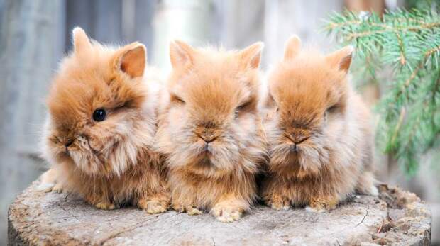 Декоративные карликовые львиноголовые кролики животные, кролик, львиноголовый кролик