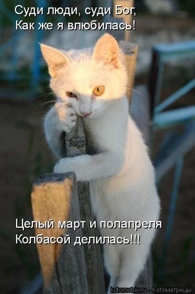 Отличная котоматрица для поднятия настроения (40 фото)