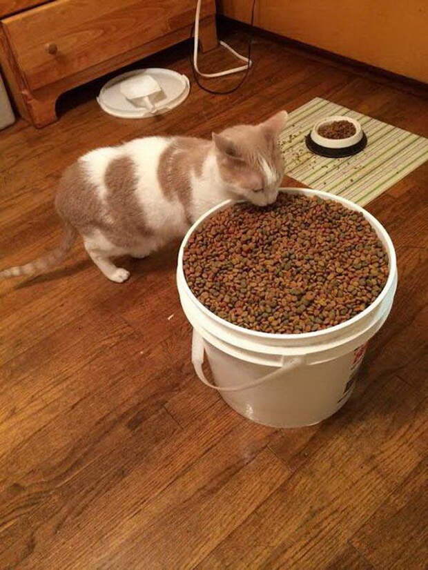 Забавные коты. часть 11 (25 фото)