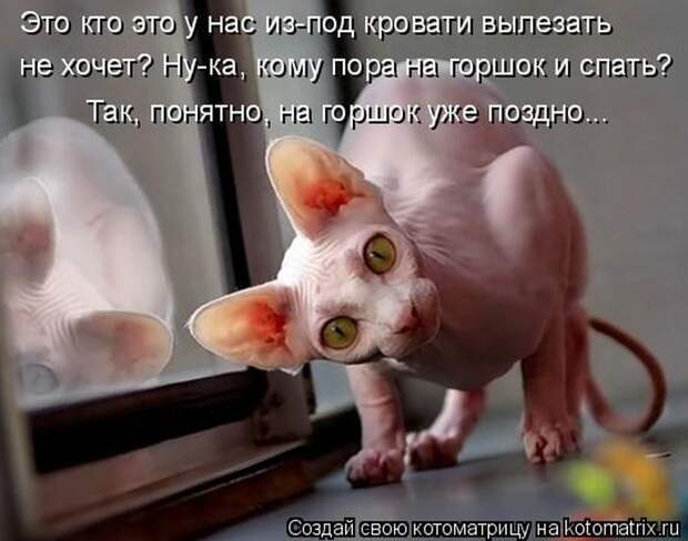 Лучшие котоматрицы недели