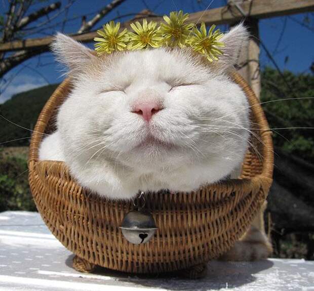 самый счастливый кот на свете