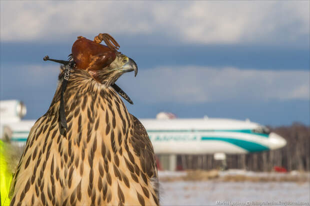 DME birds