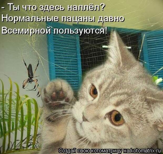Прикольные котоматрицы - смешные кошки Прикольные котоматрицы - смешные кошки
