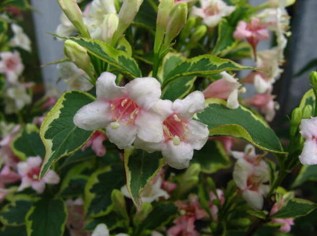 У вейгелы цветущей Variegata одновременно на побегах соседствуют розовые и белые цветки