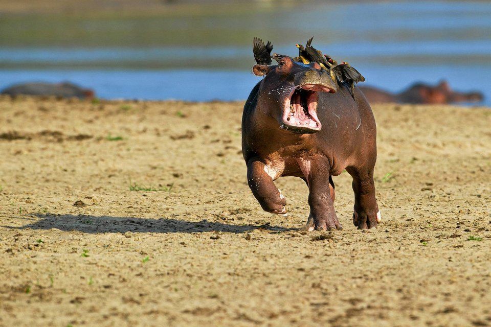 Comedy Wildlife Photo Awards 4