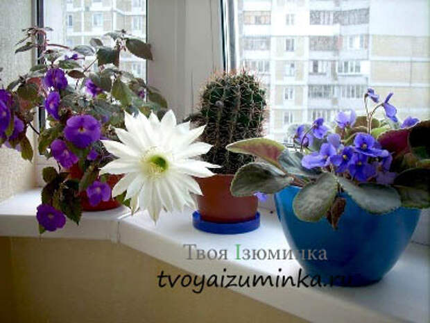 Освещение цветов зимой
