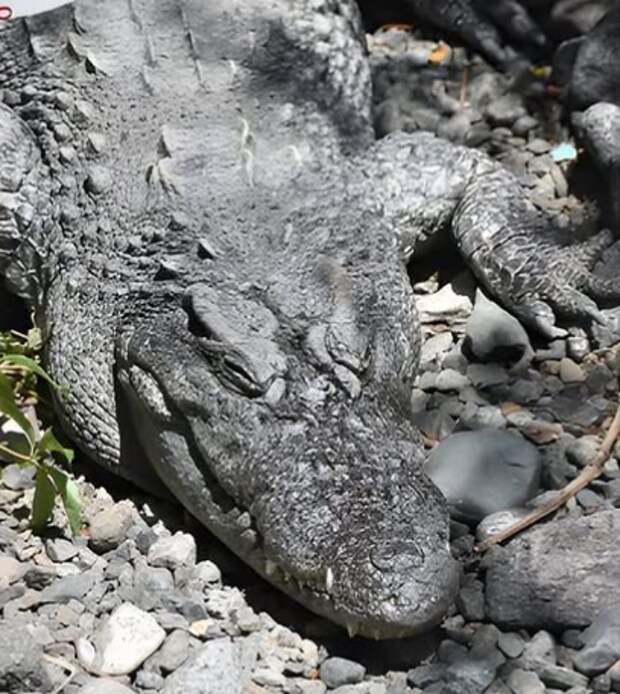 Крокодиловый кайман Зина отмечает 54-летие в зоопарке Алматы
