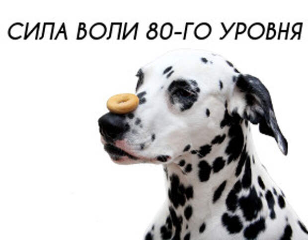 Как прокачать силу воли? 4 простых правила, которые реально работают