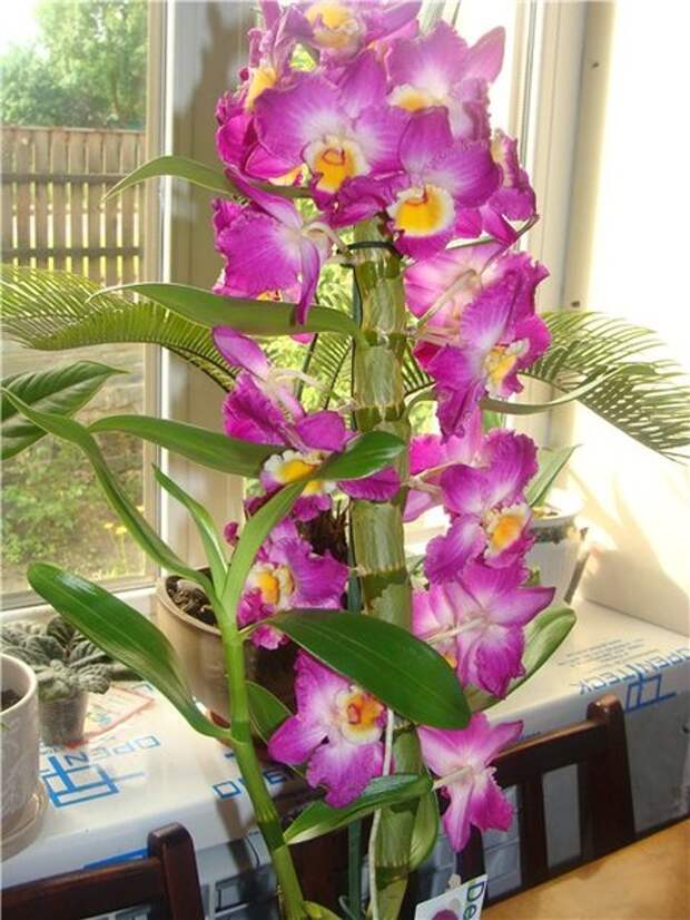 Орхидея дендробиум уход и размножение в домашних условиях фото