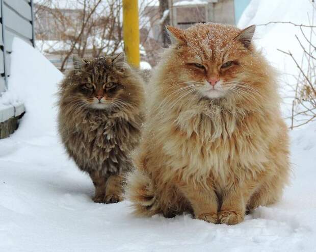 Сибирские коты 3