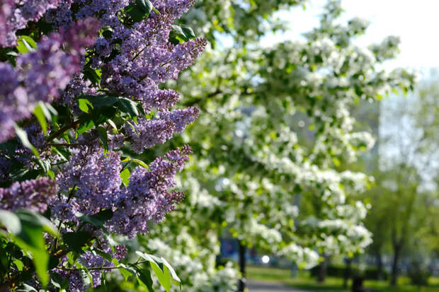 Поздравления с 1 Мая: короткие стихи и проза