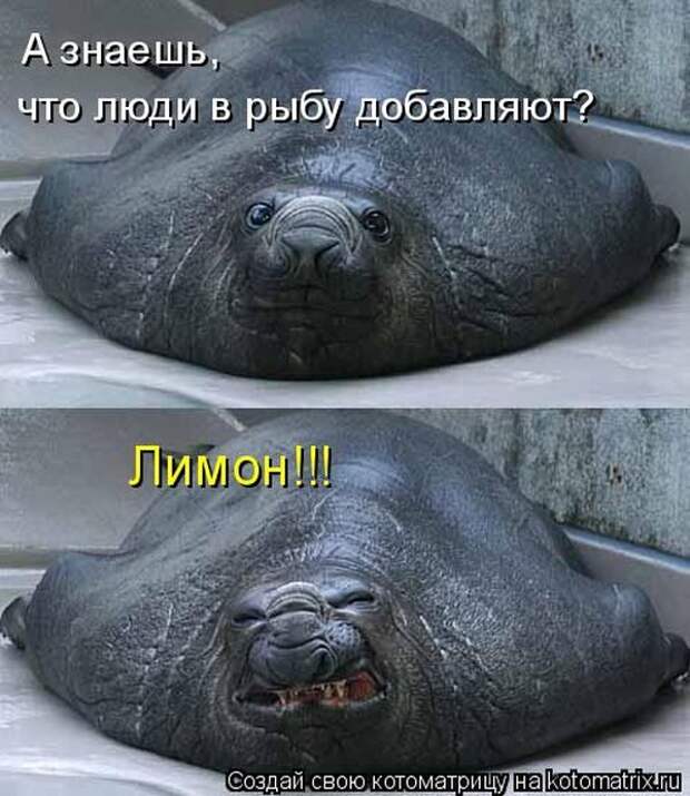 Лучшие котоматрицы недели