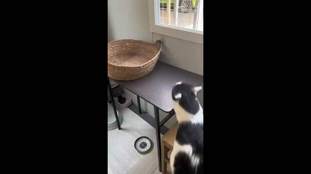 Video: Клип @donetskdnr_vk