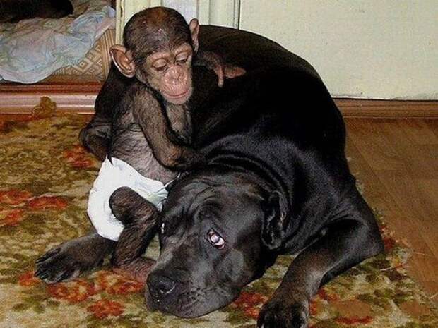 Удивительная мама животные, собака, шимпанзе