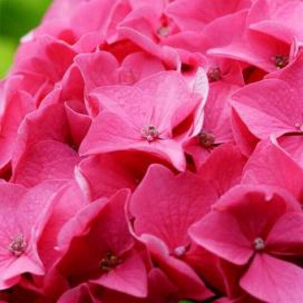 Гортензия крупнолистная (Hydrangea macrophylla)