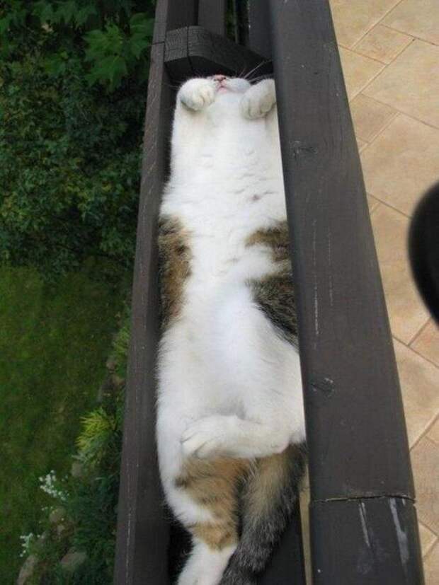 20+ котеек, которые пренебрегают всеми известными законами физики