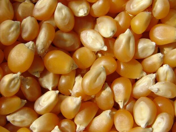 popcorn_kernels_2_by_fantasystock