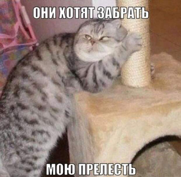 Прикольные картинки с надписью для поднятия настроения (12 фото) Прикольные картинки с надписью для поднятия настроения (12 фото)