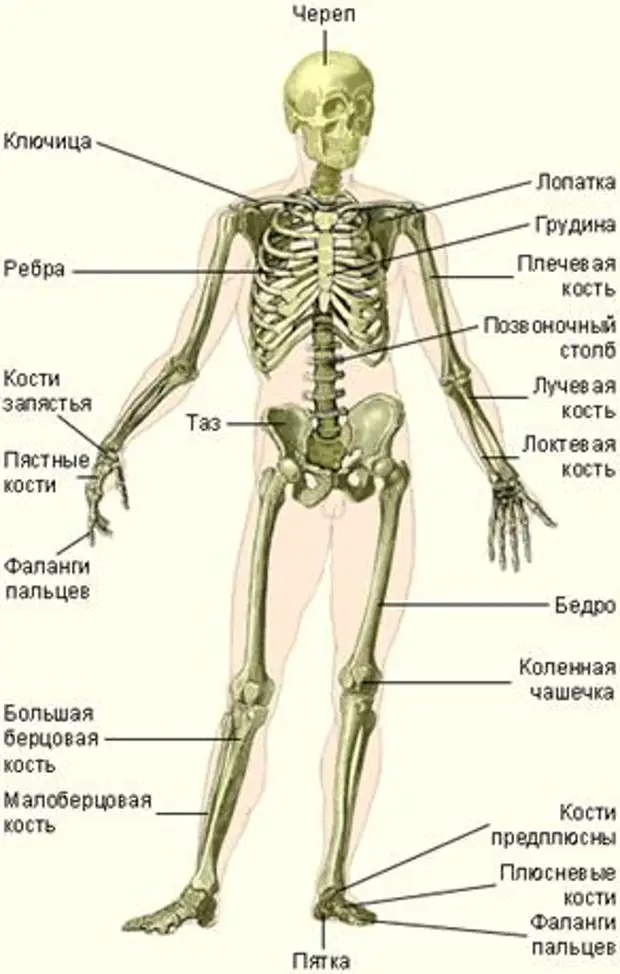 Общий план строения тела человека