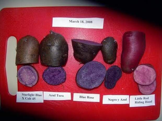 Разнообразие сортов картофеля