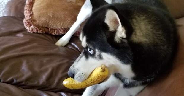 1. "Моя собака постоянно ворует бананы. Только бананы, и никогда их не ест" баловство, животные, питомец, поведение, собака, странность, юмор