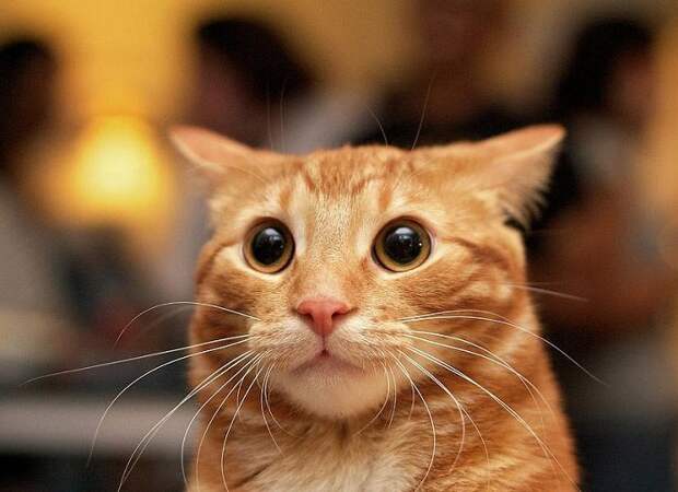 Это наш хозяин идёт домой?