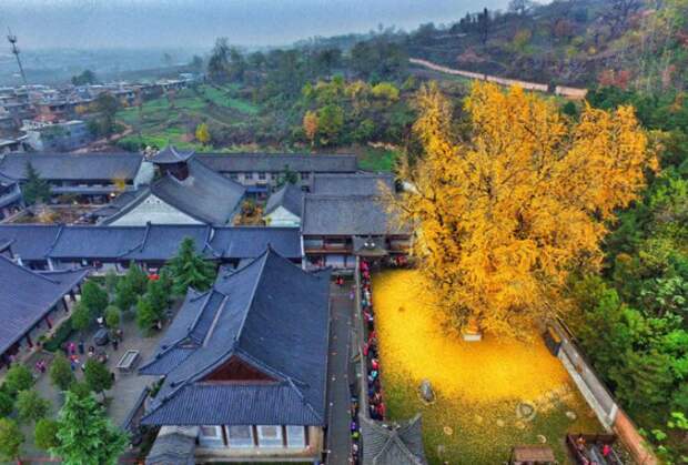 azolotye_listja_dereva_ginkgo_5_foto_1