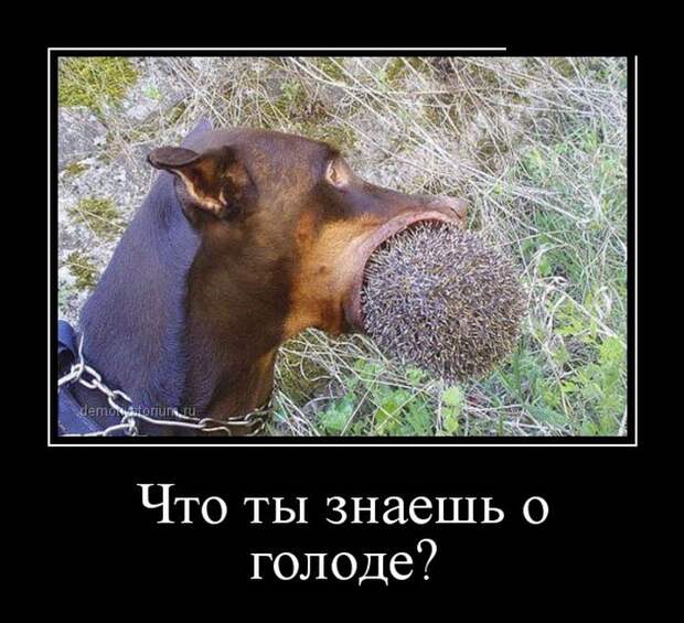 Подборка демотиваторов демотиваторы, юмор