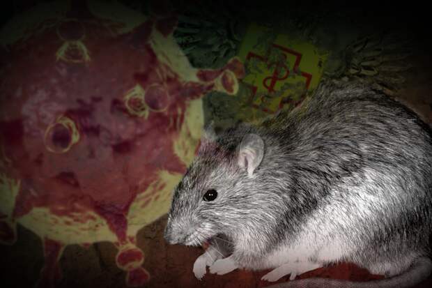 Паразитолог Бартули рассказал, какими болезнями грозит россиянам соседство с крысами