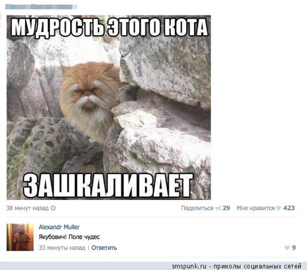 Мудрость этого кота зашкаливает