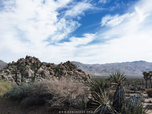 Joshua-Tree-National-Park-5.jpg