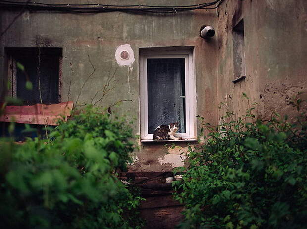 Городские кошки в фотографиях Hajdu Tamás