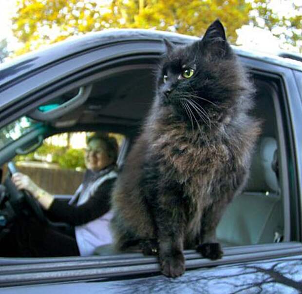 http://animal.ru/i/upload/126017786424.jpg