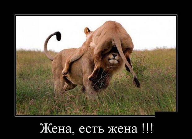 Демотиваторы (30 фото) Демотиваторы (30 фото)
