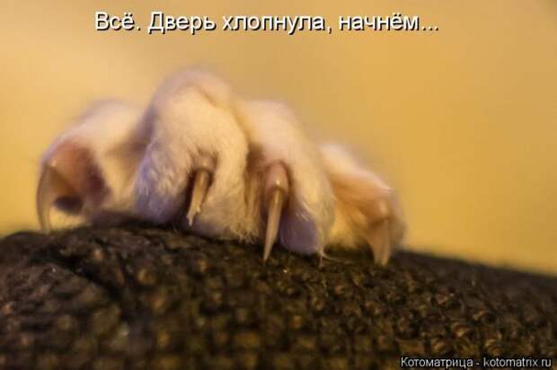 Лучшие котоматрицы недели (50 фото)