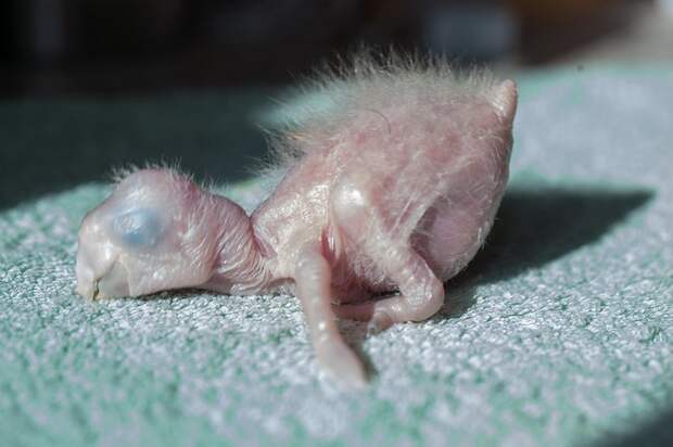 Изменение птенца ара с рождения до двух месяцев жизни ара, животные, попугай, птенец