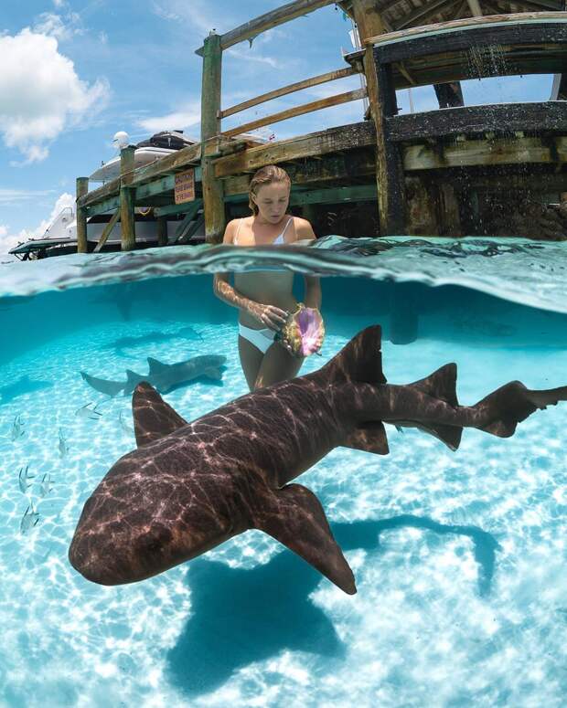 Андре Масгроув (André Musgrove) и его невероятные подводные снимки